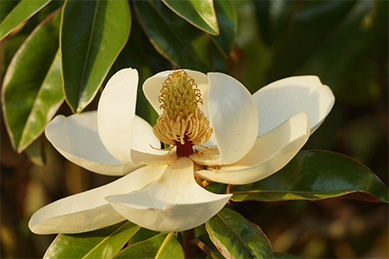 Magnolia Flower