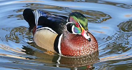 Wood Duck