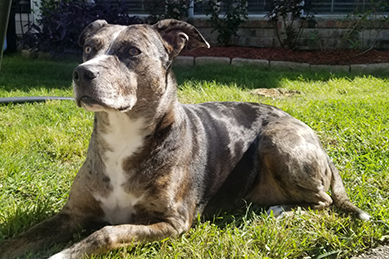 Catahoula Leopard Dog