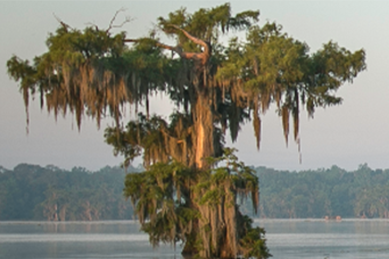 Bald Cypress